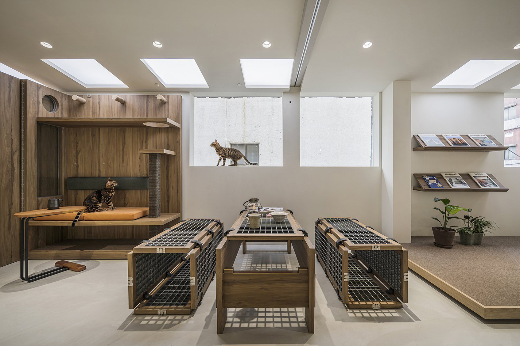 Cataholic: Cat Hotel & Café-4